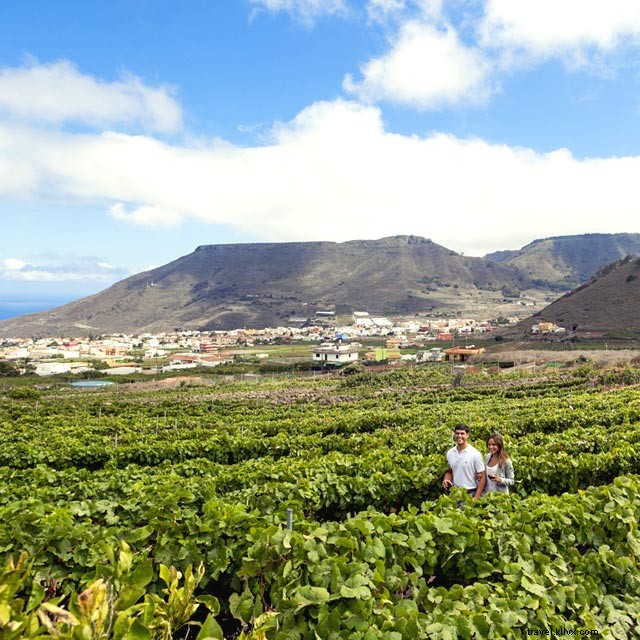 Los vinos de Tenerife 