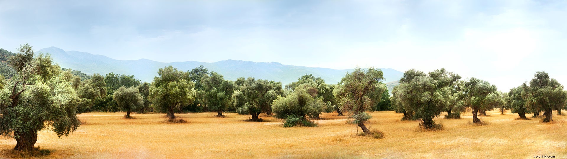 Los mejores planes de turismo en aceite de oliva 