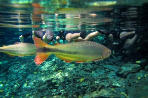Plongez dans les aventures aquatiques de Bonito 