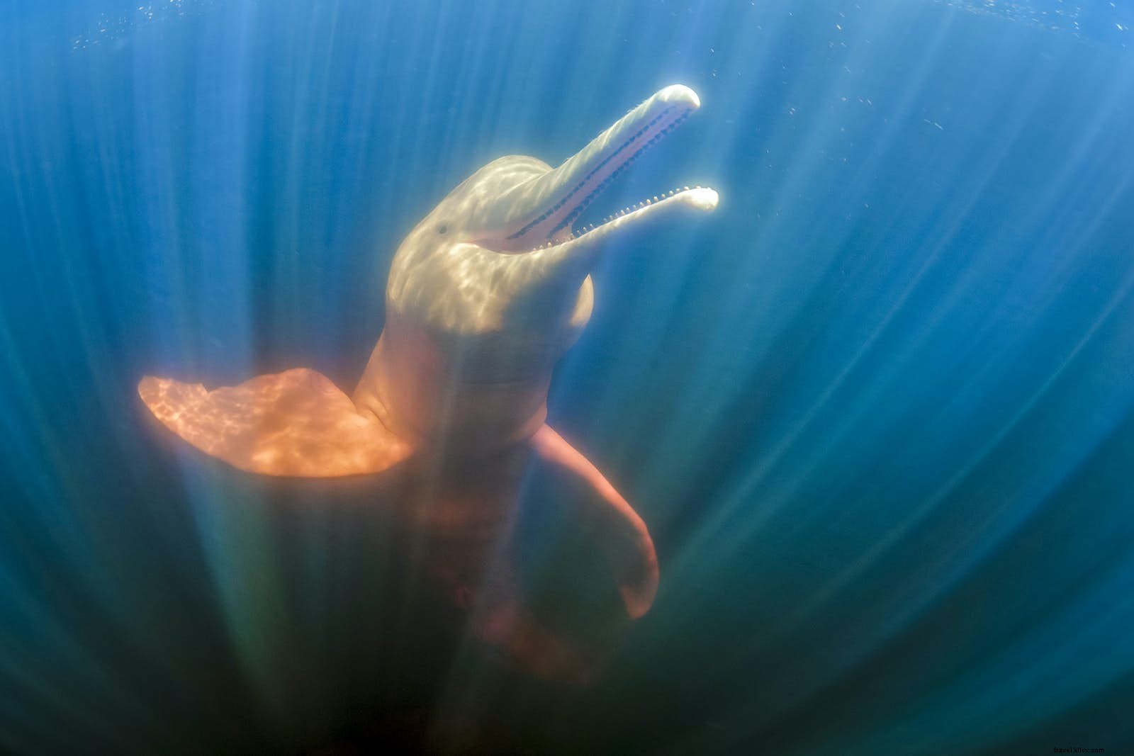 Cinq façons d observer la faune de la Colombie 