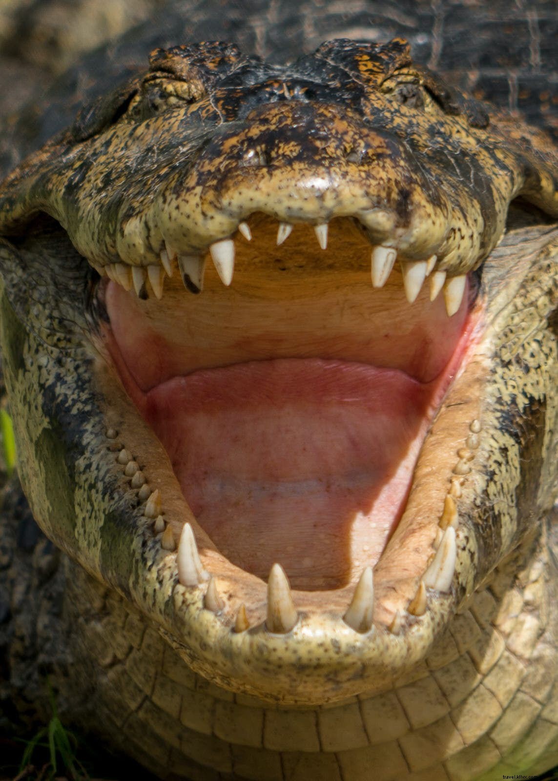 Il paese delle meraviglie della fauna selvatica:organizza il tuo viaggio nel Pantanal 