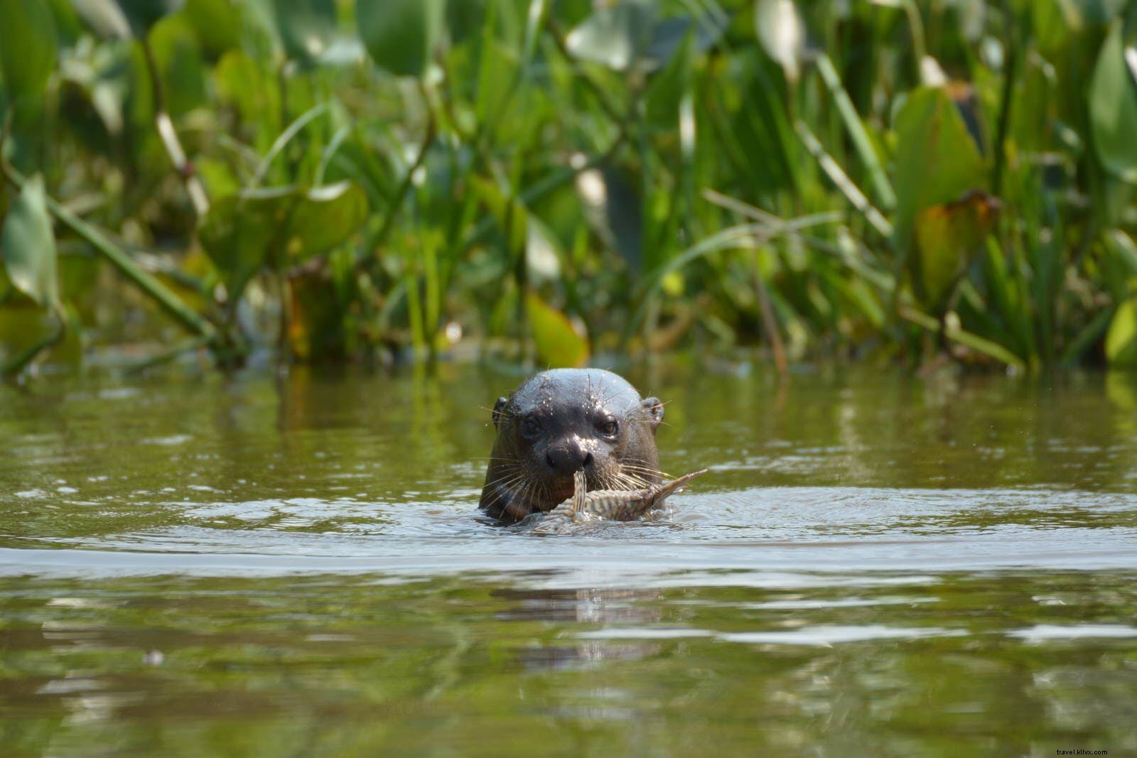 El país de las maravillas de la vida silvestre:planificación de su viaje al Pantanal 