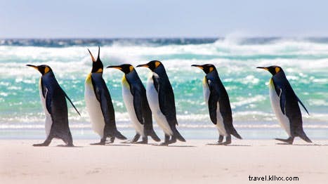 5 langkah di sekitar Kepulauan Falkland 