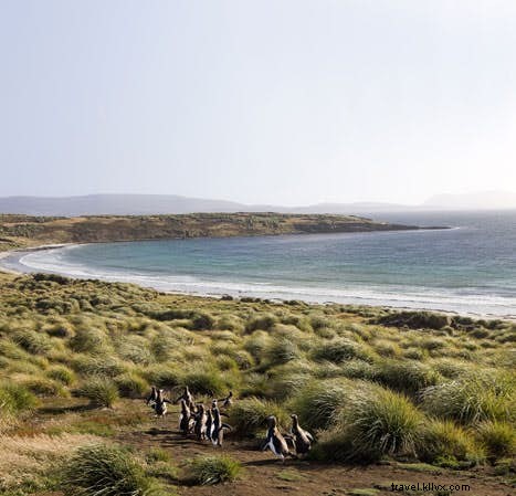 5 étapes autour des îles Falkland 