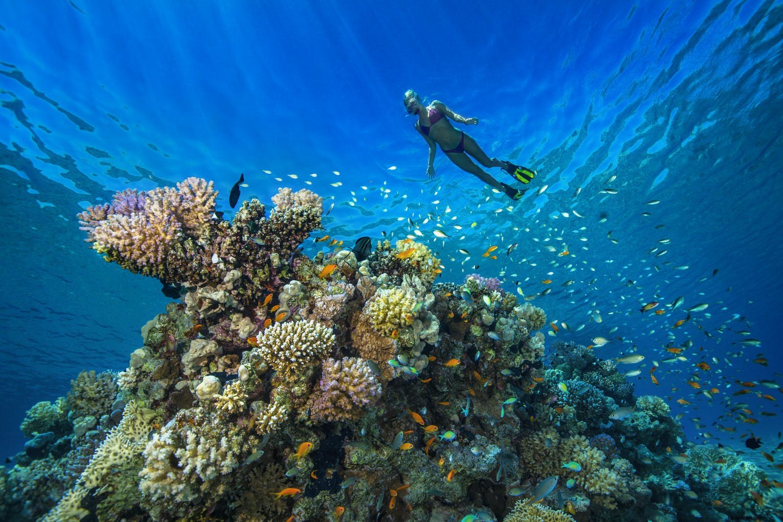 Di mana menemukan situs scuba diving terbaik di Timur Tengah? 