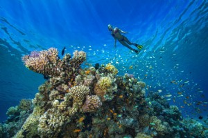 Dove trovare i migliori siti di immersioni subacquee in Medio Oriente 