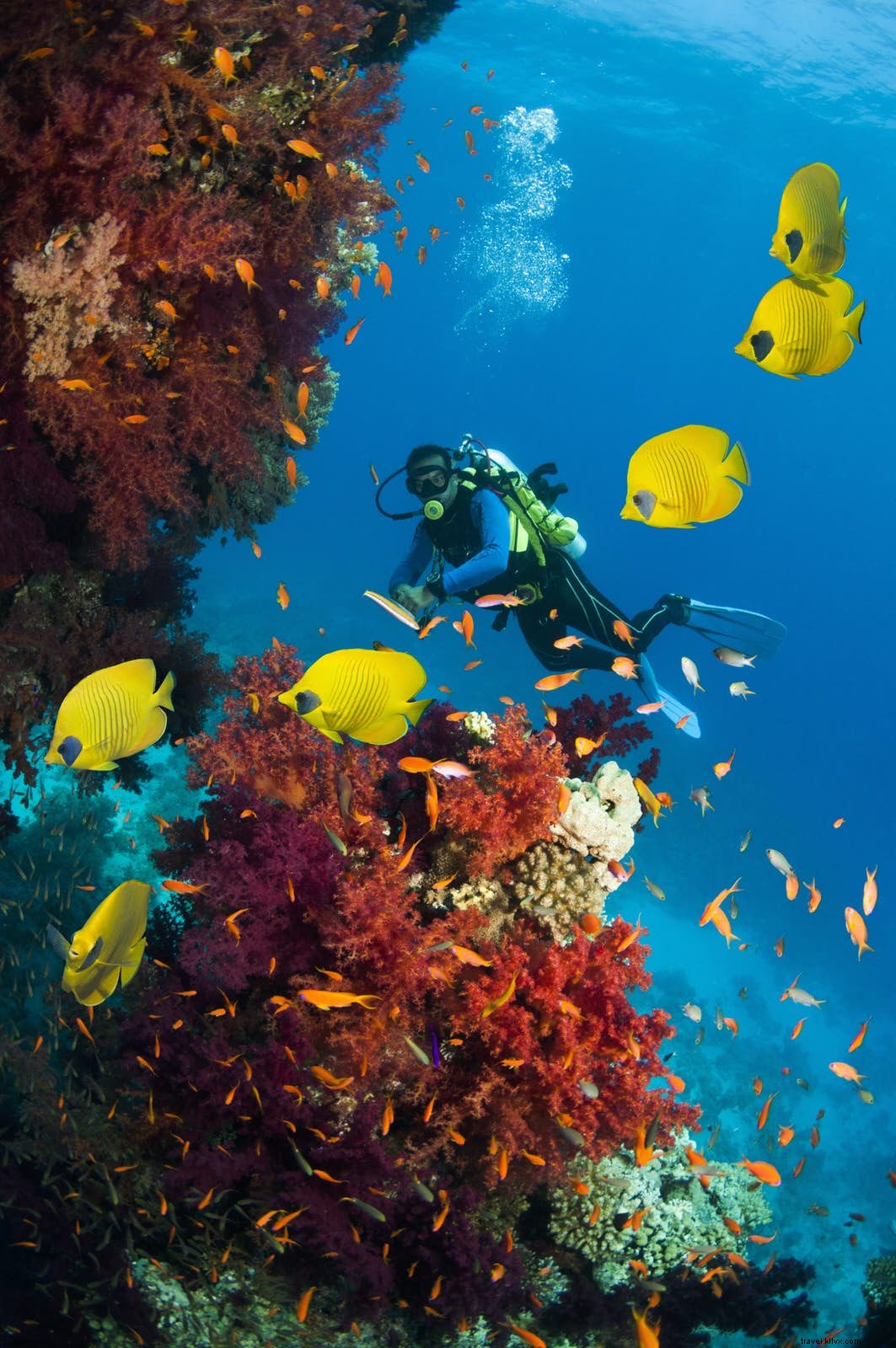 Onde encontrar os melhores locais de mergulho no Oriente Médio 