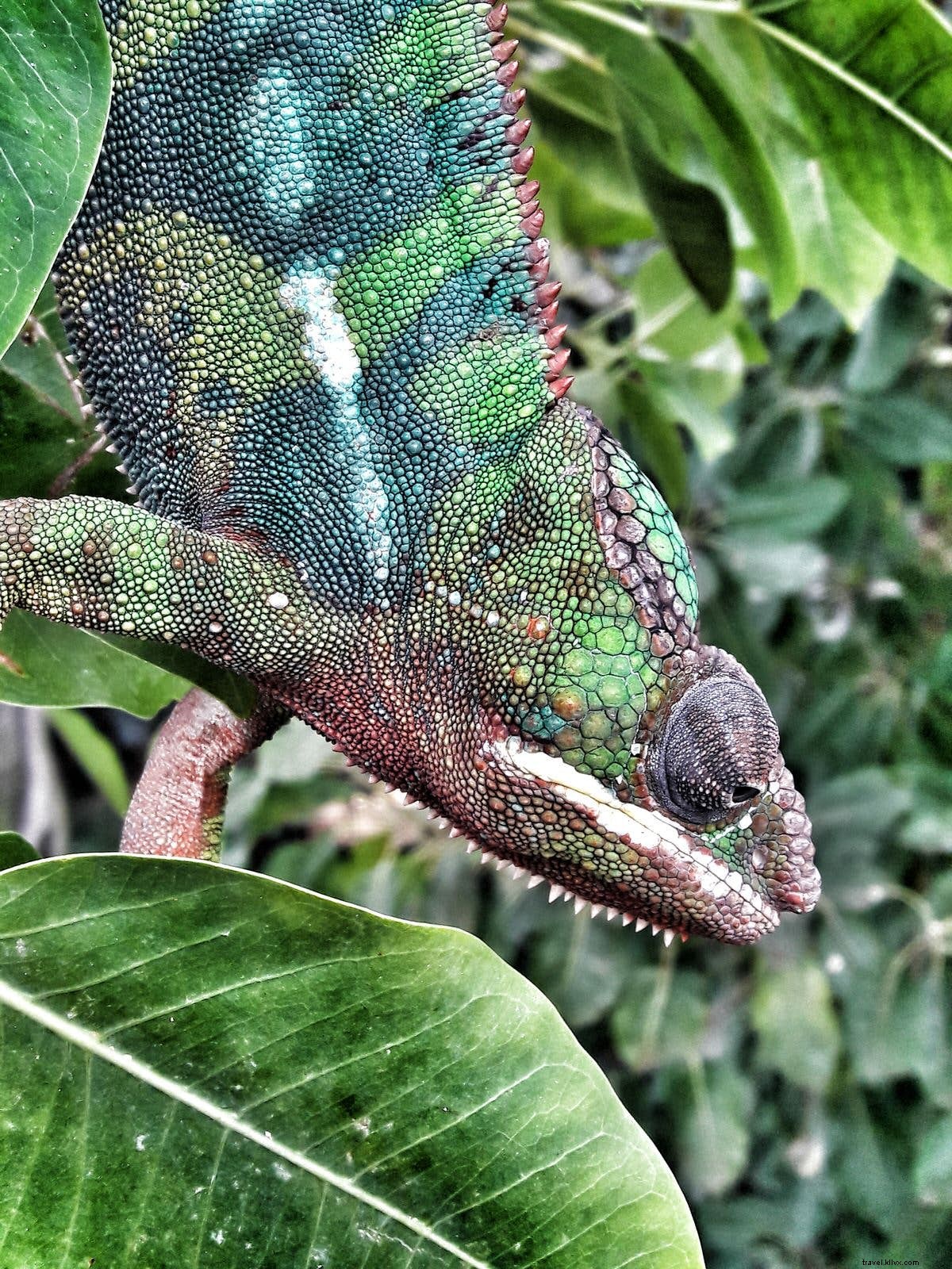 Où faire une promenade hivernale à Dubaï 
