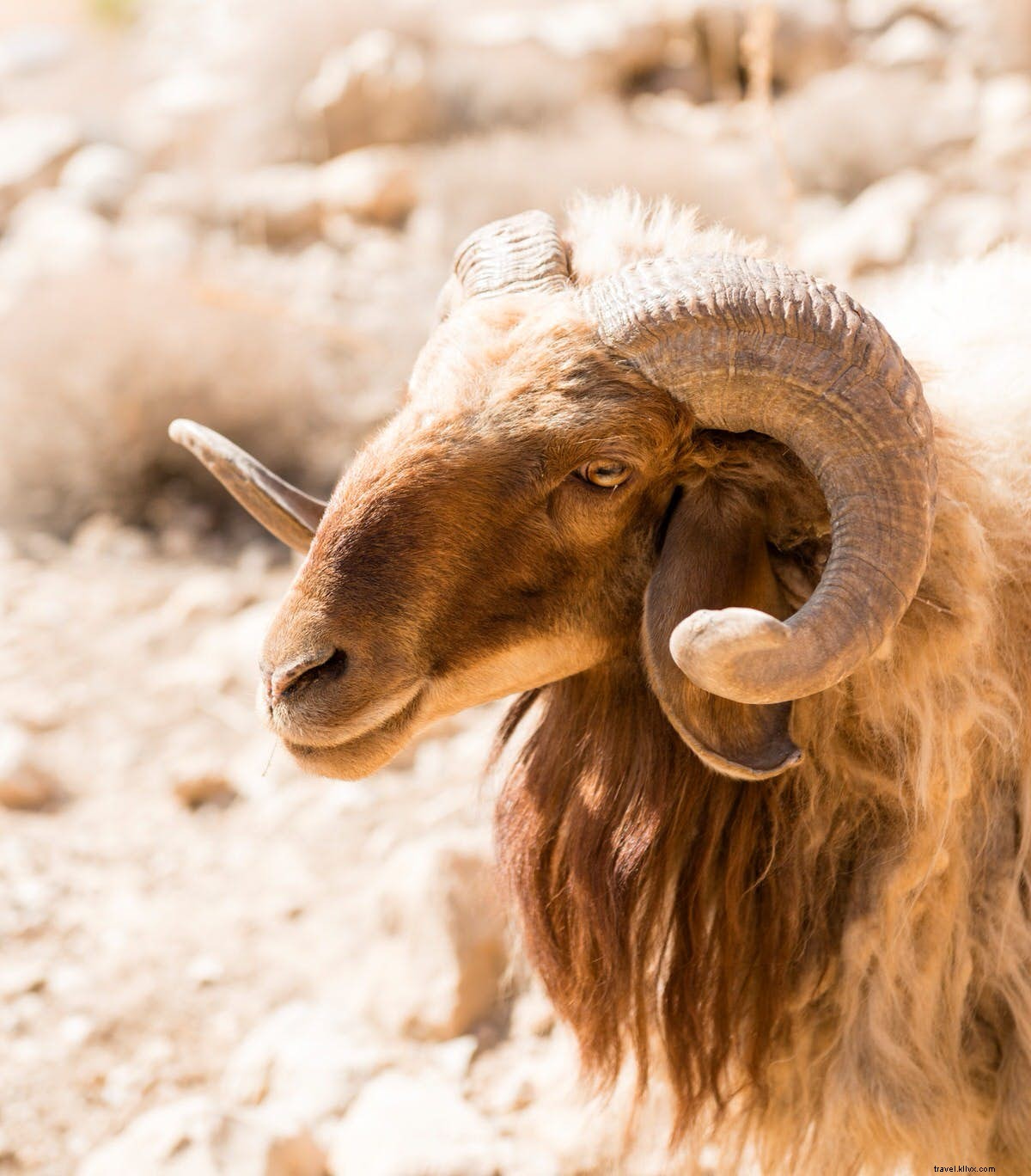 Un escursione sacra:da Wadi Dana a Petra lungo il Jordan Trail 