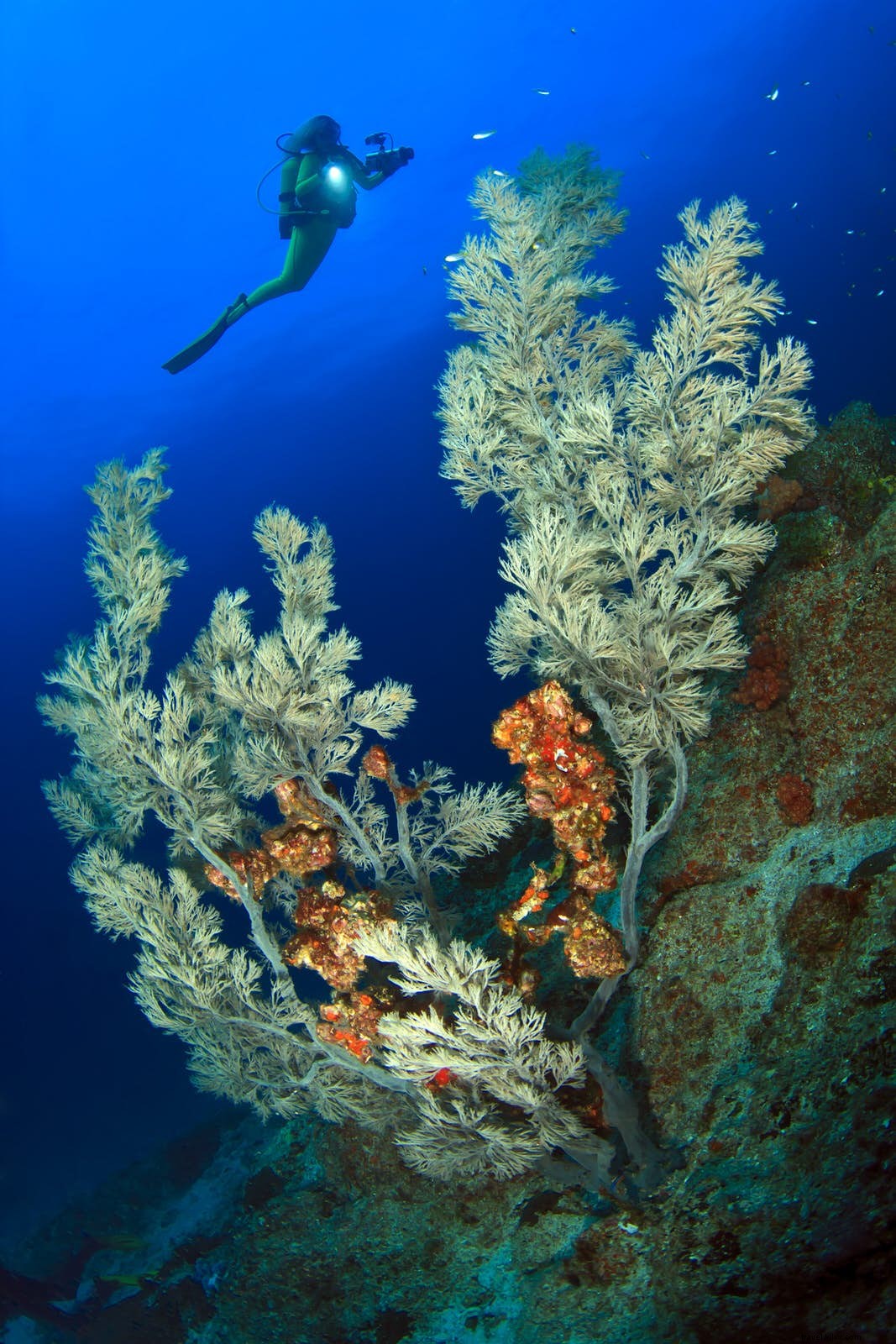 Oasis bawah laut:tempat menyelam di Oman 
