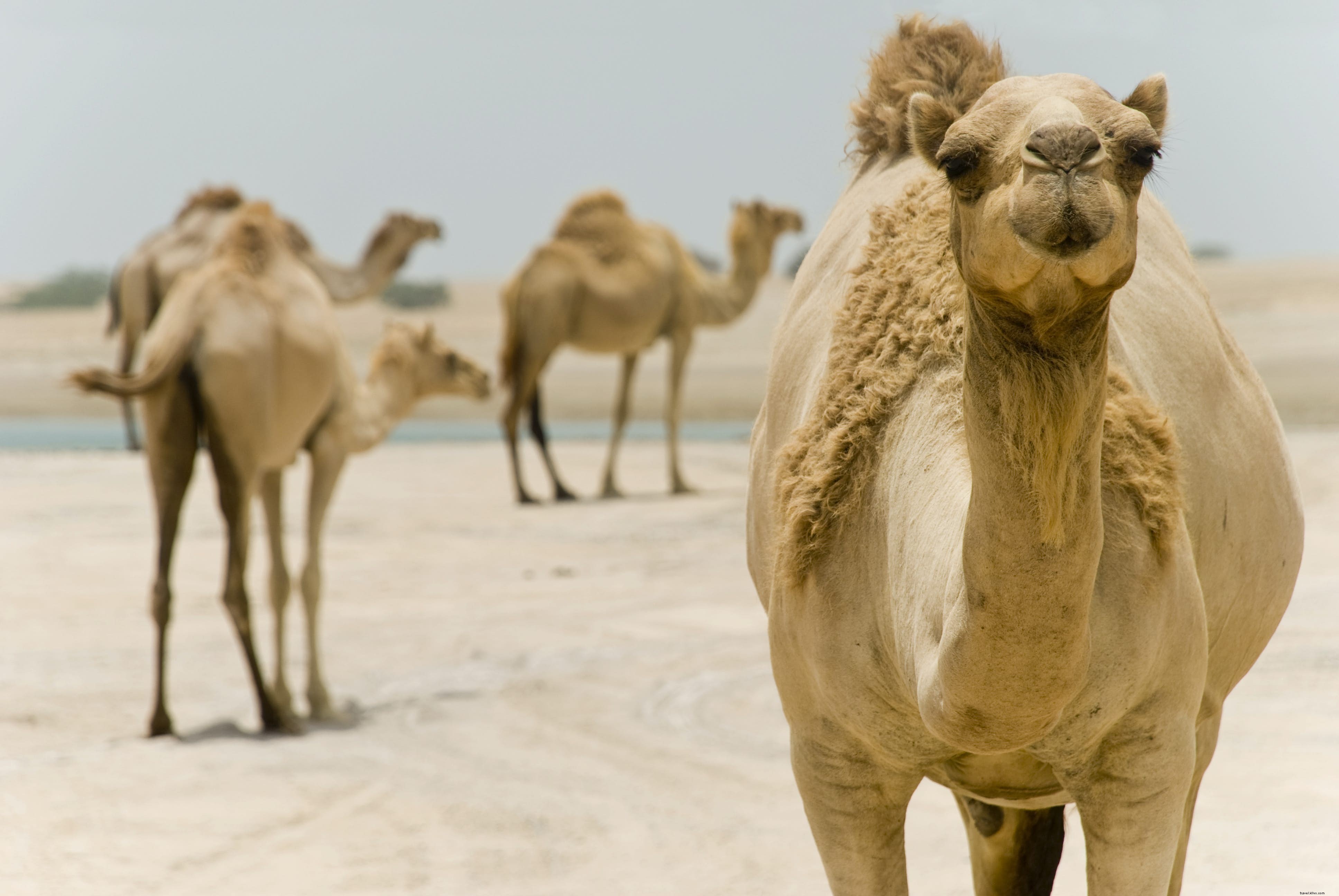 Ras Al Khaimah :puiser dans l esprit arabe 