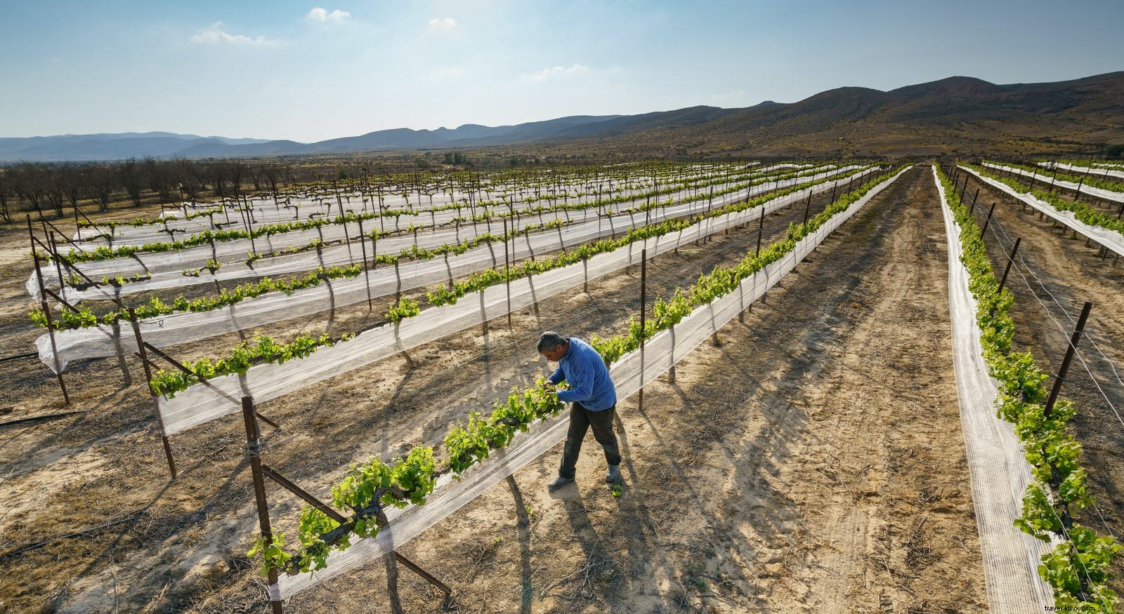 Le long de la route des vins à travers le désert du Néguev en Israël 