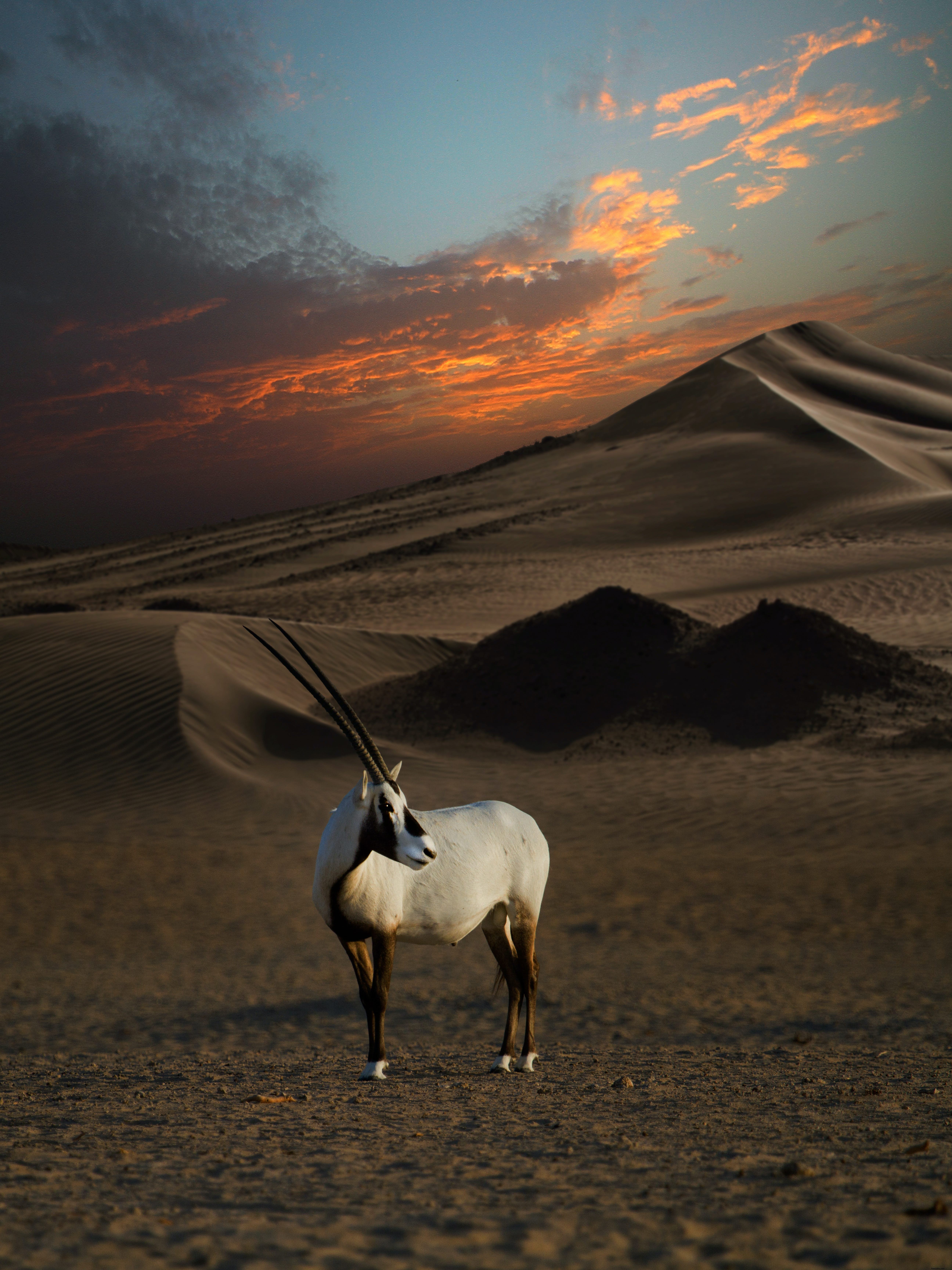 Explorando la Reserva de Conservación del Desierto de Dubái:el primer parque nacional de Dubái 