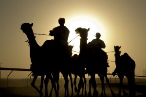Du chameau au cricket :le monde du sport à Dubaï 