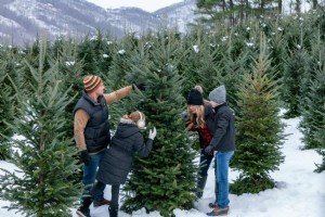 Pilih N  Cut Pohon Natal yang Sempurna 