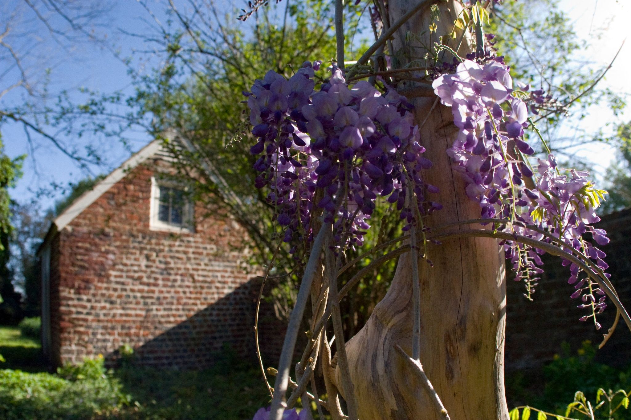 Semana del jardín histórico 2021:Los jardines de Virginia más impresionantes para las flores de primavera 