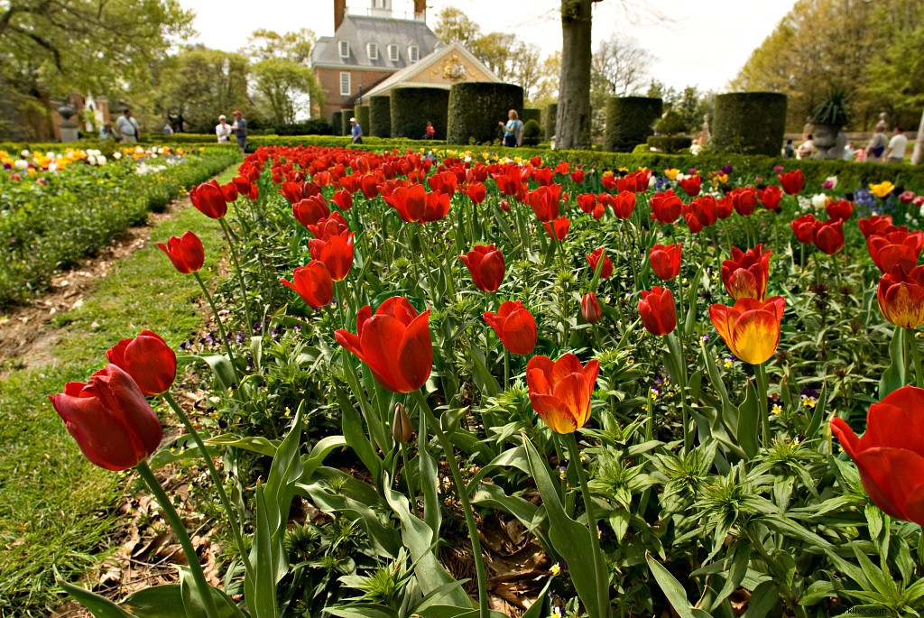 歴史的庭園ウィーク2021：春の花のための最も見事なバージニアガーデン 