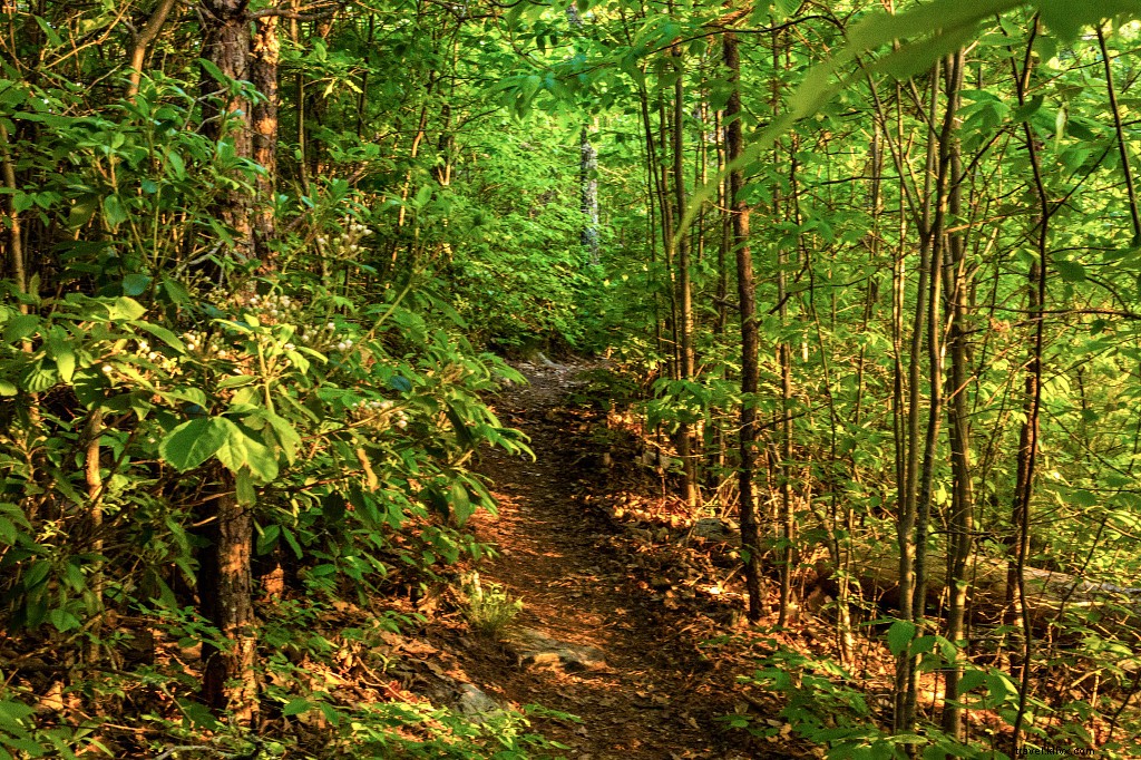Virginia Escursionismo per principianti:scelte di sentiero, Consigli per le escursioni, &Di più 