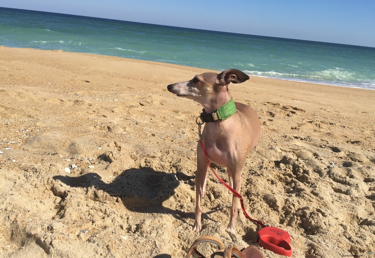 La guía de las playas que admiten mascotas de Virginia 