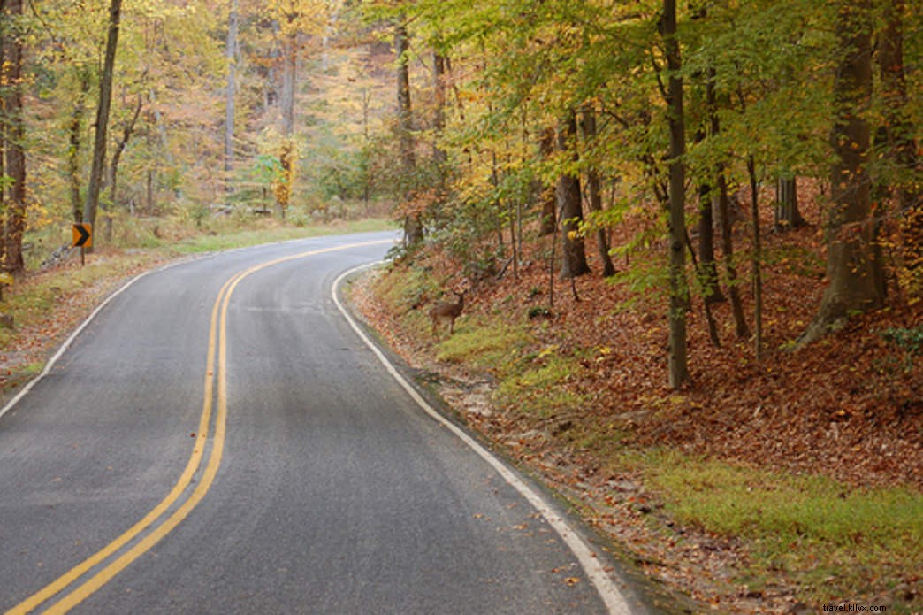 As 12 principais estradas dos parques estaduais da Virgínia 