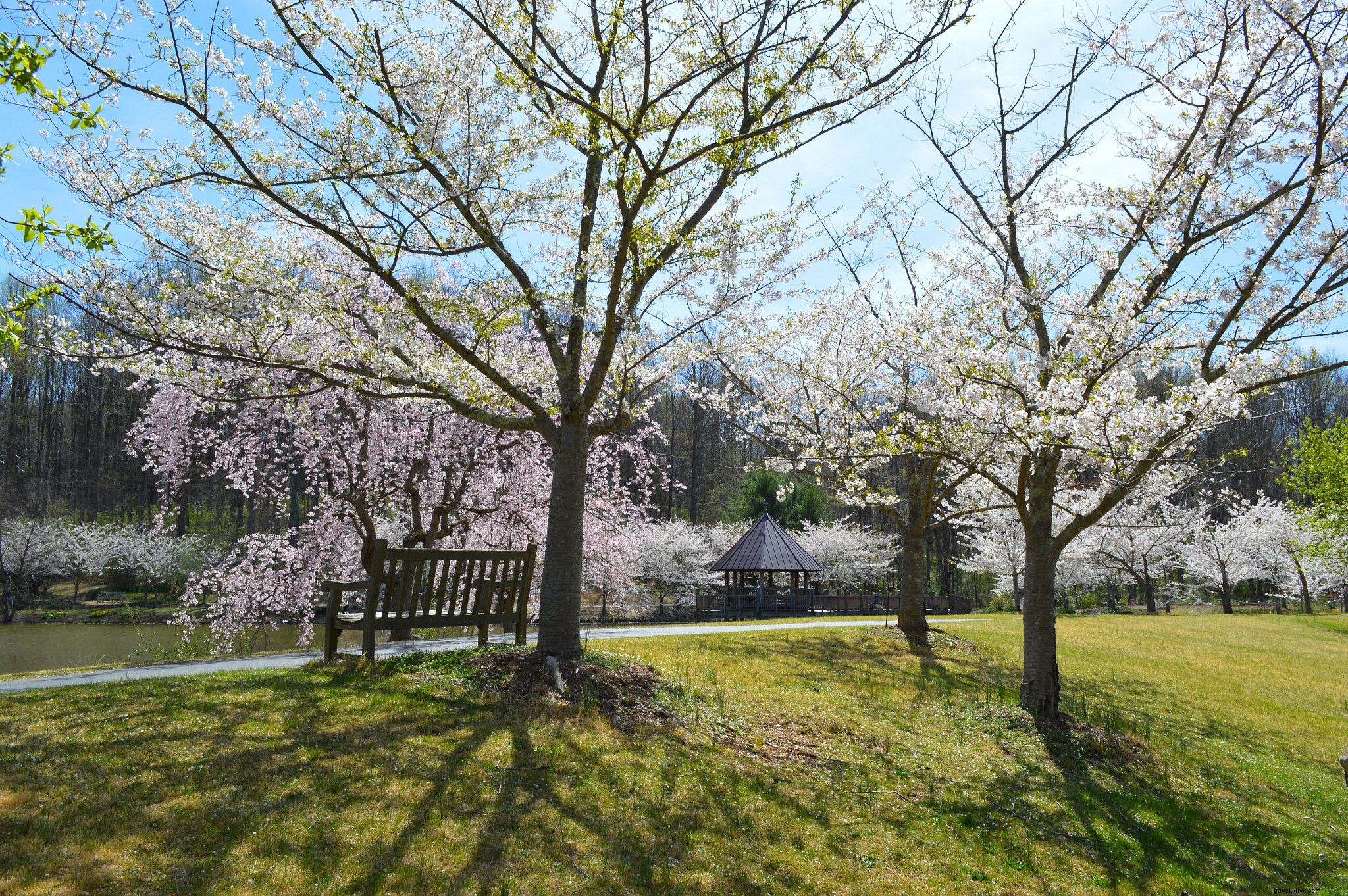 Dove avvistare splendidi fiori di ciliegio in Virginia? 