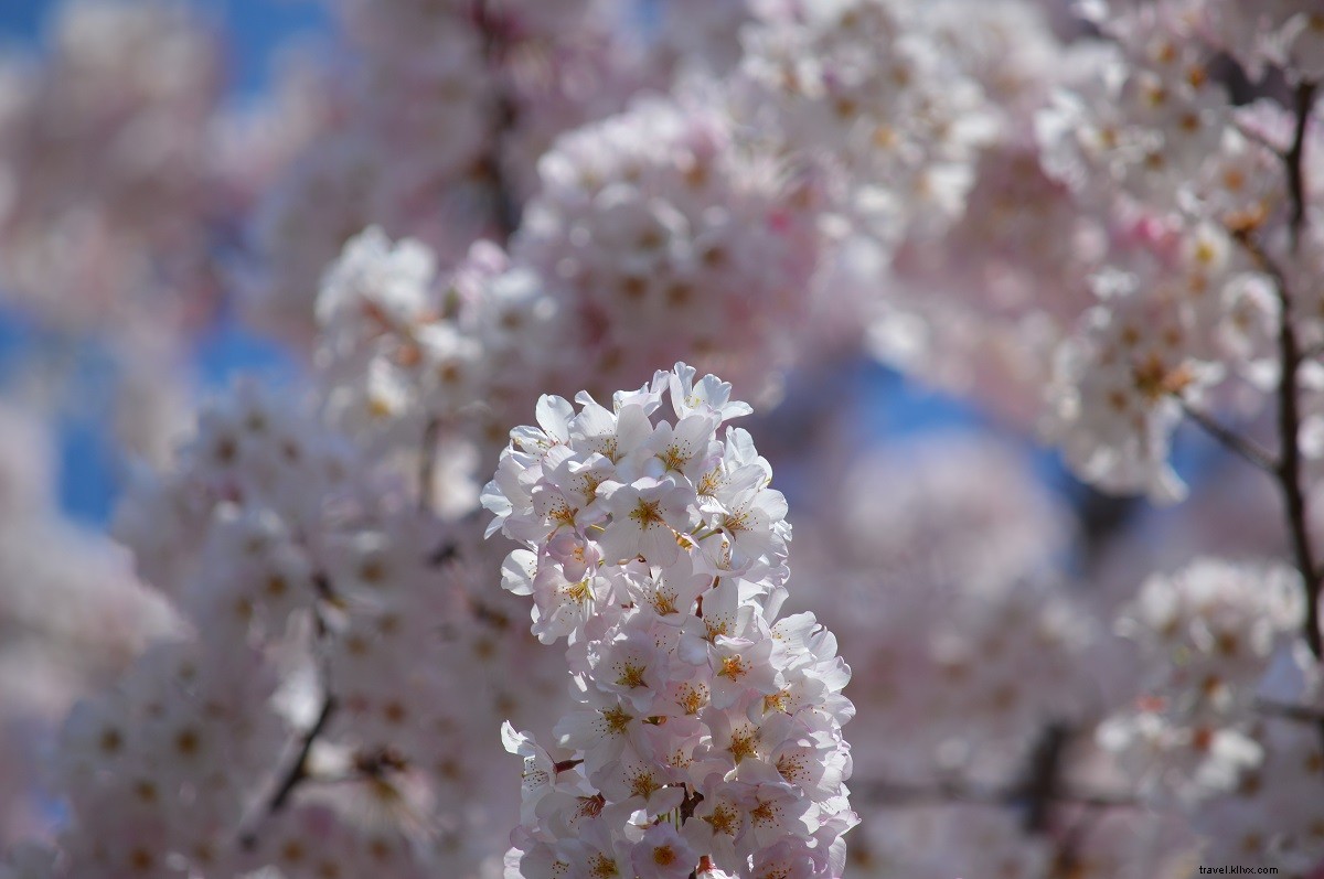 Onde encontrar lindas flores de cerejeira na Virgínia 