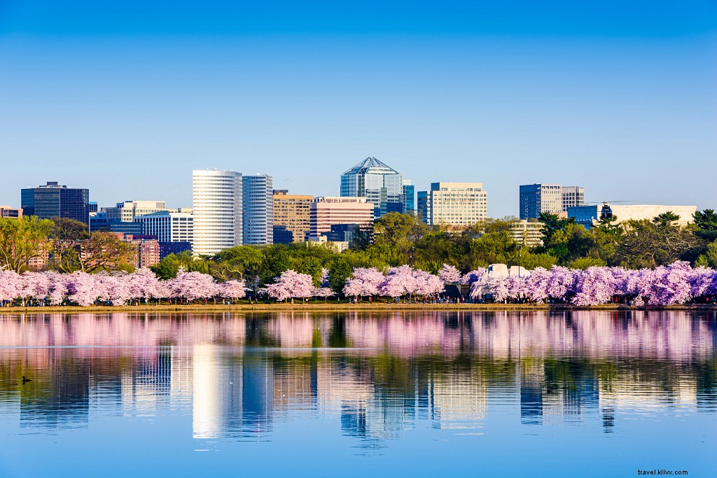 Dove avvistare splendidi fiori di ciliegio in Virginia? 