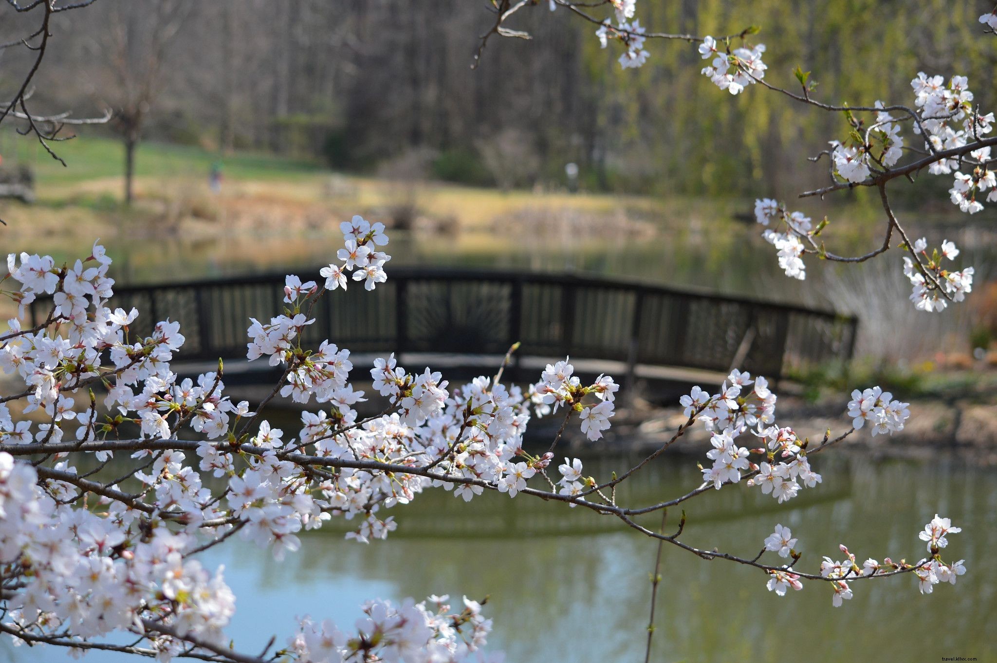 Onde encontrar lindas flores de cerejeira na Virgínia 