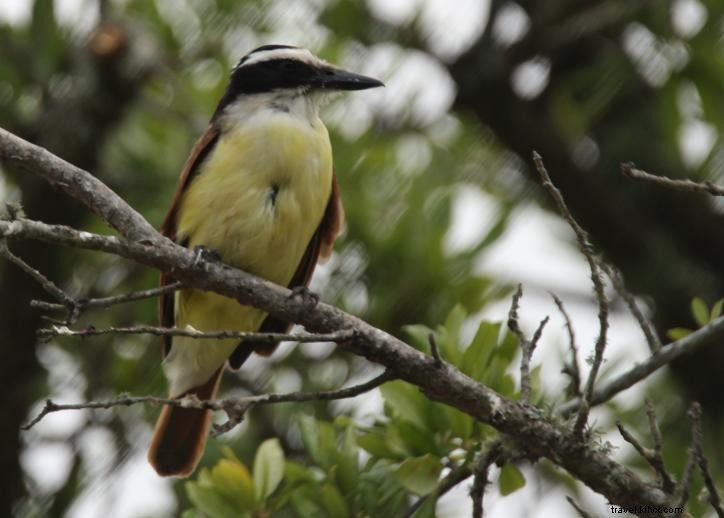 Pergi ke Selatan:Birding di Danau Charles 