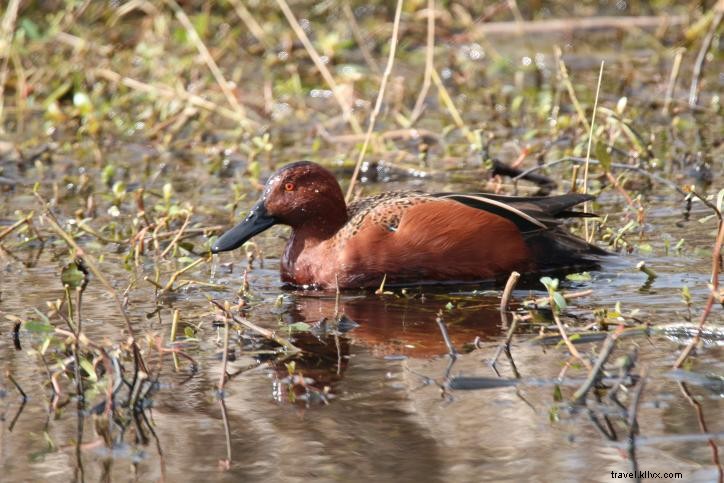 Pergi ke Selatan:Birding di Danau Charles 