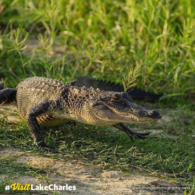 Tales from the Marsh:#VisitLakeCharles Foto do mês 
