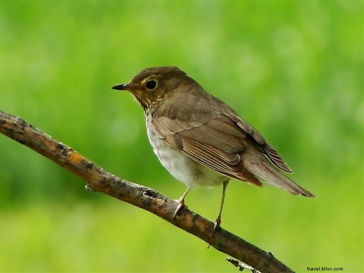Pontos quentes de observação de pássaros na primavera (Parte 2) 