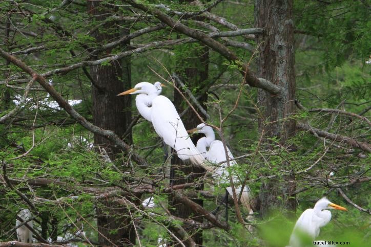 Observação de pássaros na primavera no sudoeste da Louisiana (parte 1) 