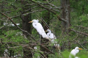 Observation des oiseaux au printemps dans le sud-ouest de la Louisiane (partie 1) 