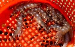 Crevettes dans le sud-ouest de la Louisiane 