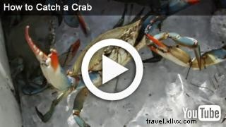 Crabe d été 