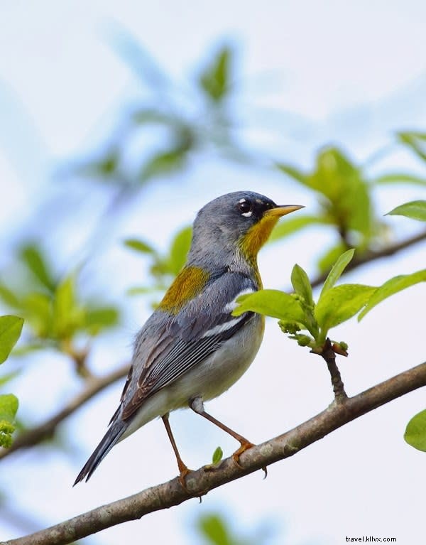 Migração de Spring Bird em Lake Charles 