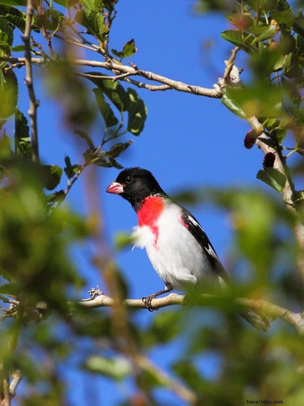 Migración de aves de primavera en Lake Charles 