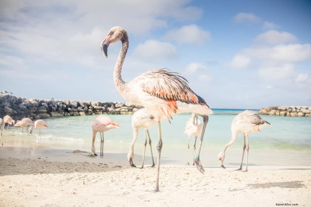 15 lugares más bellos para visitar en Aruba 