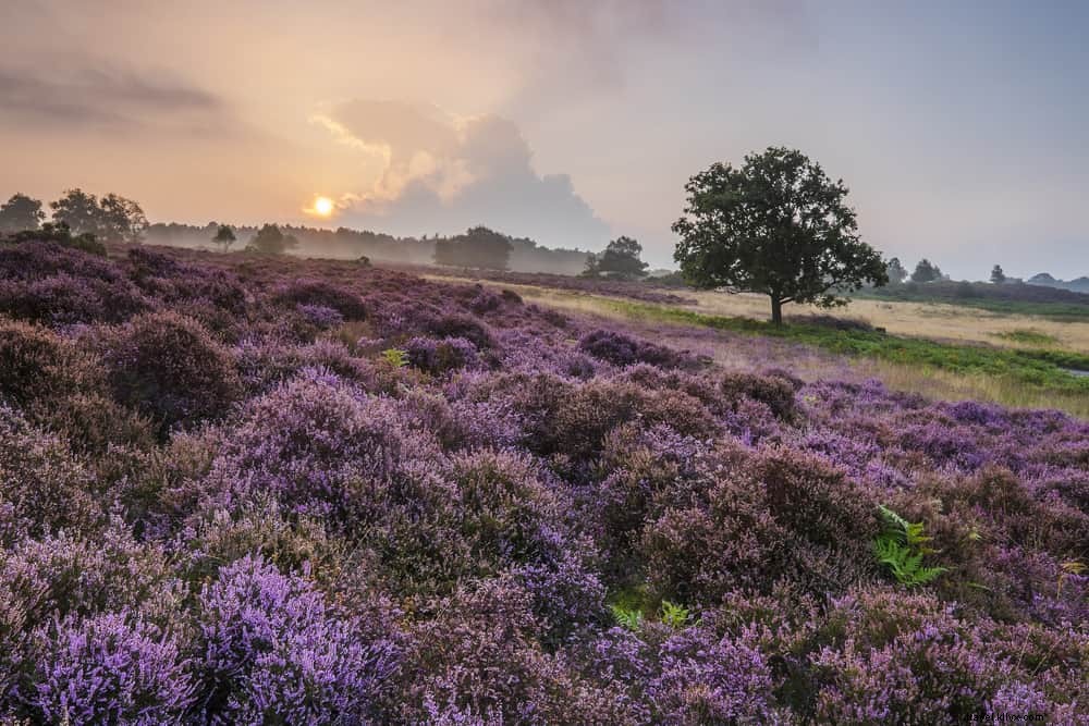 Top 15 de los lugares más bellos para visitar en Suffolk 