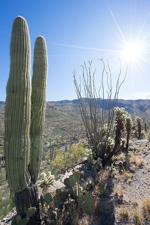Guida di viaggio a Tucson, Arizona in un fine settimana 