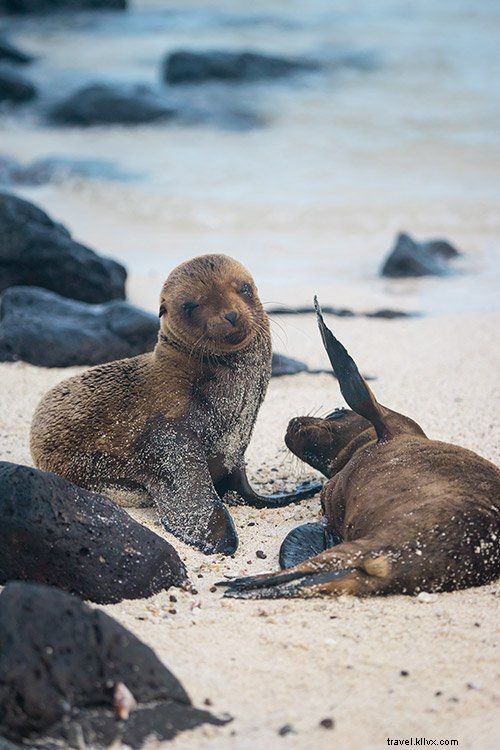 Apa yang Harus Dikemas untuk Perjalanan ke Kepulauan Galapagos 