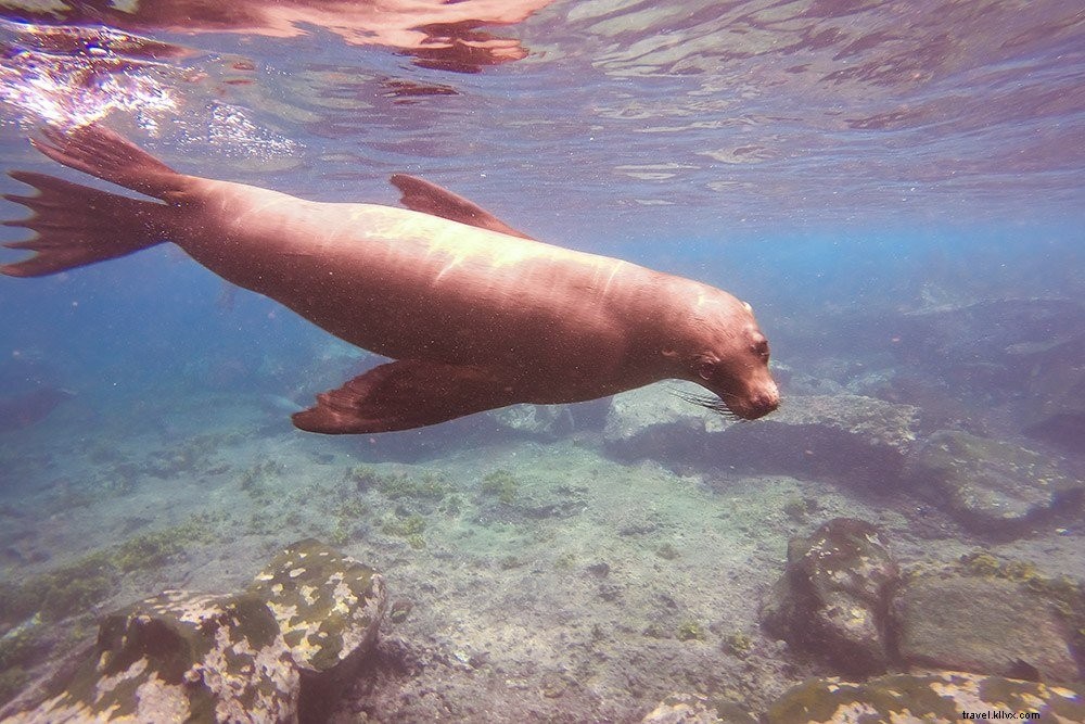 Menjelajah Kepulauan Galapagos dengan Andando Tours 