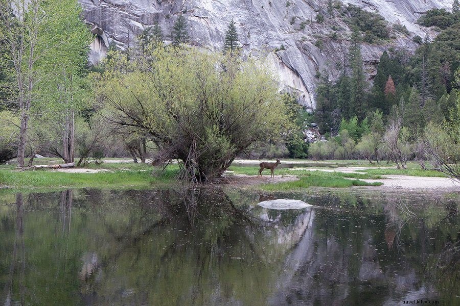 Las mejores ubicaciones para tomar fotografías en el Parque Nacional Yosemite 