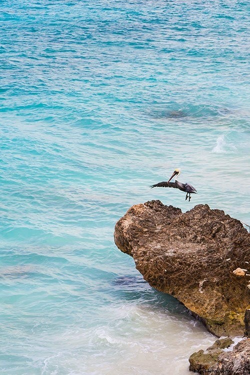 Guía de viaje de Bonaire + Consejos para empacar 