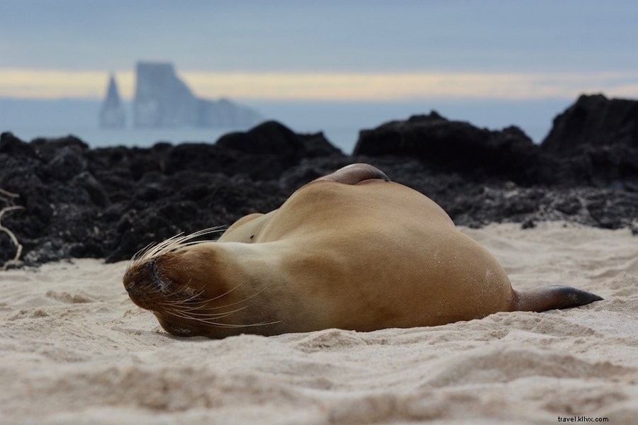 Tips Perjalanan Kepulauan Galapagos:Semua yang Perlu Anda Ketahui 