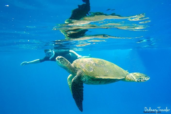Cinco increíbles aventuras acuáticas en Maui