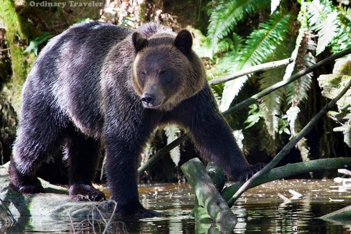 Sehari Dengan Beruang Grizzly Liar di Glendale Cove, British Columbia