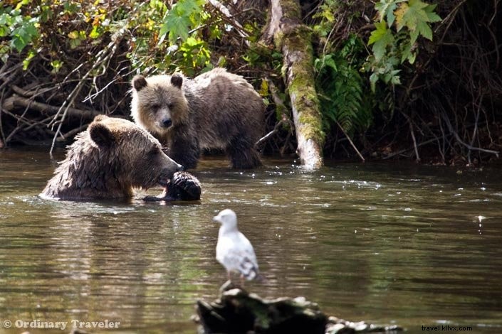 Una giornata con gli orsi grizzly selvaggi a Glendale Cove, British Columbia