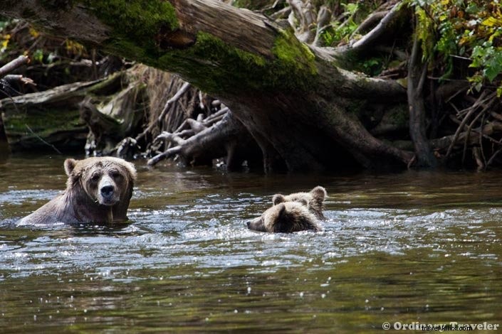 Um dia com ursos-pardos selvagens em Glendale Cove, Columbia Britânica